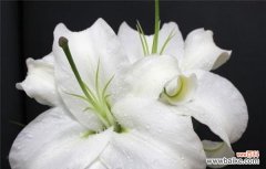 揭示百合花的吉祥含义与传统风水观念 百合花的寓意与象征风水