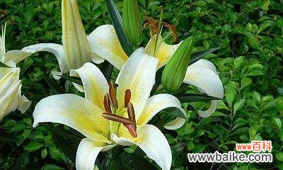 揭示百合花所传达的深层意义 百合花语的含义及象征