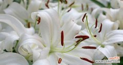 揭示百合的深层意义 百合花的象征与花语