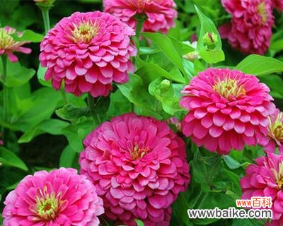 解读百日草花的花语和寓意 百日草花的象征意义及文化内涵