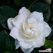 桅子花的花语有何含义？桅子花代表了什么？