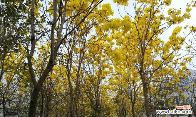 网络用语中森林花语代表什么?