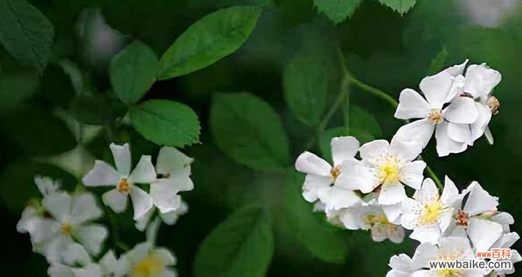 道荼糜花的花语是什么？这种花的寓意有何特别之处？