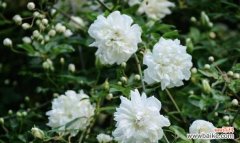 道荼糜花的花语是什么？这种花的寓意有何特别之处？