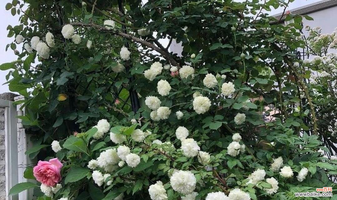 道荼糜花的花语是什么？这种花的寓意有何特别之处？