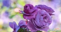 “不发脾气”的花语是什么？这种花语有何寓意？