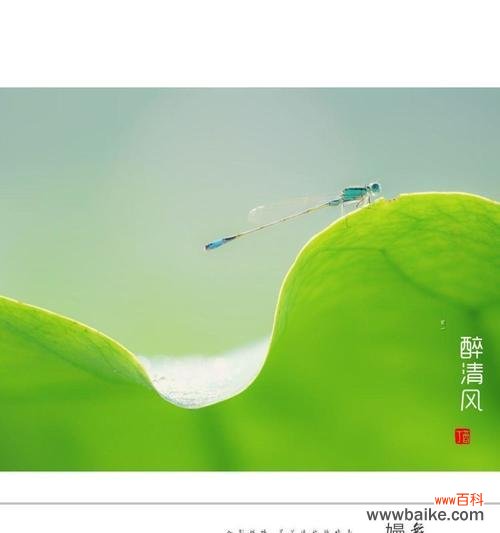 花语清风代表了什么含义？