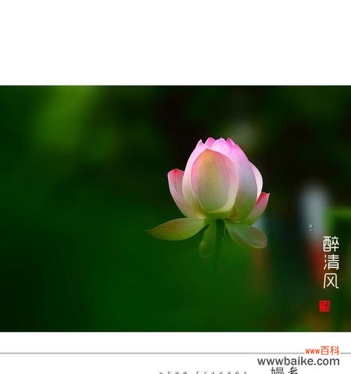 花语清风代表了什么含义？