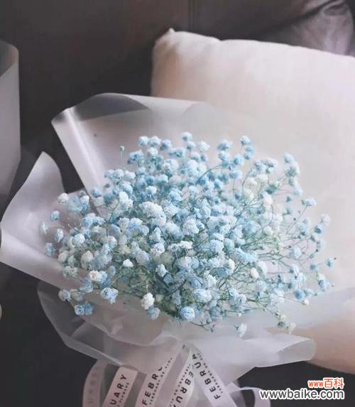 小聪老师这个花语代表什么？