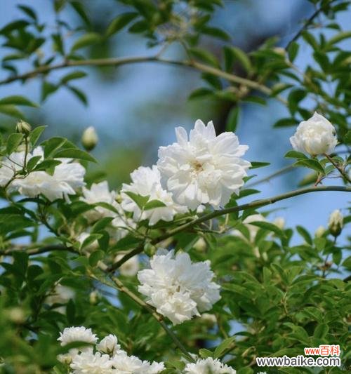 荼蘼花语具体含义是什么？