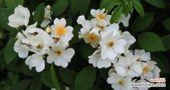 荼蘼花语具体含义是什么？