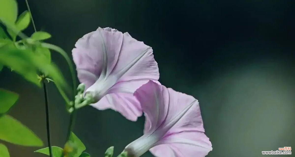 蕃薯花的花语是什么意思？蕃薯花代表什么？