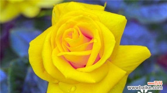 喷色玫瑰的花语代表什么？有何特别之处？