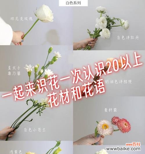 表达永不褪色友谊的花语有哪些？