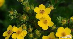 玫瑰花语在藏文中叫什么？它有什么特别的含义？