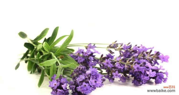 熏衣草花语510代表什么？熏衣草的花语含义是什么？