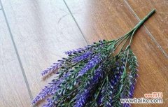 熏衣草花语510代表什么？熏衣草的花语含义是什么？