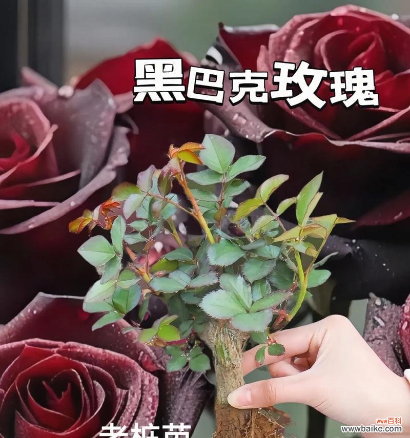 黑玫瑰花捧花的寓意是什么？捧花选择需要注意什么？