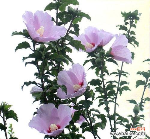 什么花象征着极端的占有欲？它的花语是怎样的？