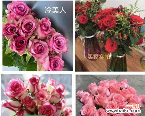 探索红玫瑰花背后的深刻含义 红玫瑰花的象征意义与传说