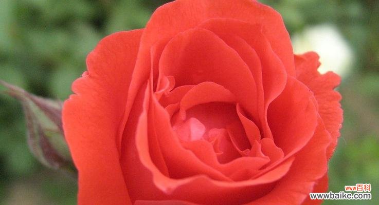 爱情与美丽的象征——红玫瑰花的深层含义 红玫瑰花的寓意