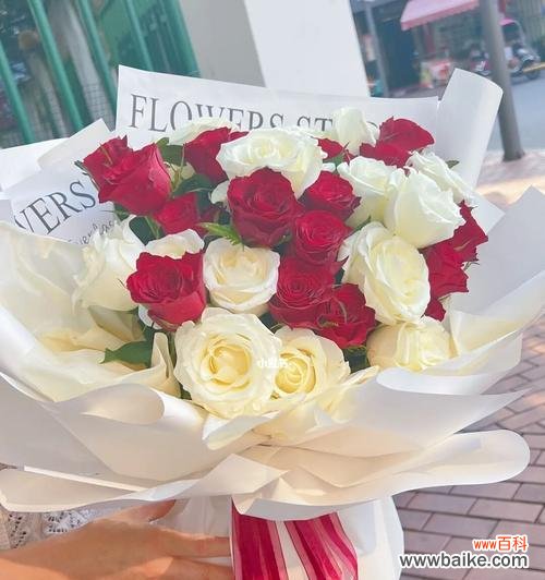 红玫瑰与白玫瑰之间的美丽对比 红玫瑰和白玫瑰的象征意义及区别