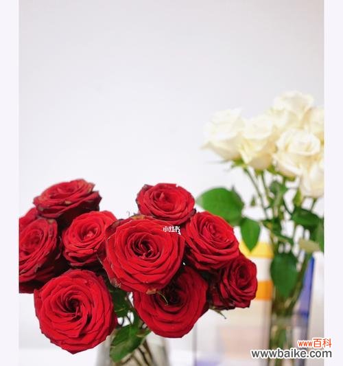 红玫瑰与白玫瑰之间的美丽对比 红玫瑰和白玫瑰的象征意义及区别