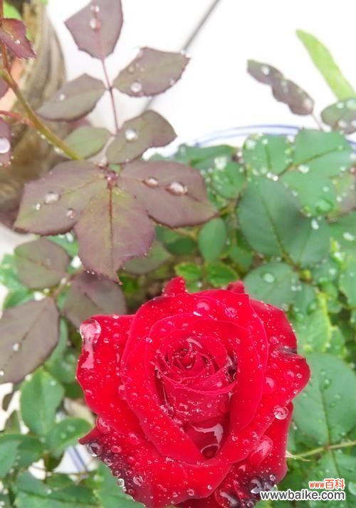 热情、爱情、美丽的象征 红玫瑰的花语与寓意