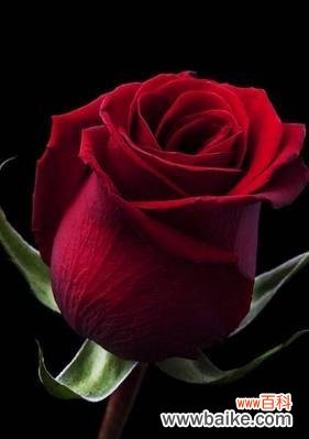 热情、爱情、美丽的象征 红玫瑰的花语与寓意
