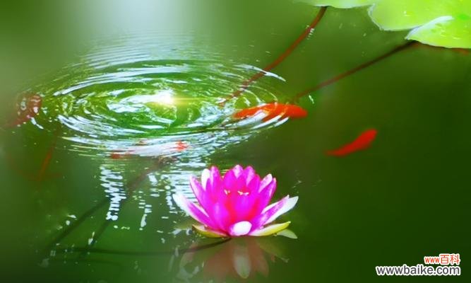 探寻红牡丹与紫牡丹背后的深意 红牡丹与紫牡丹的花语之美