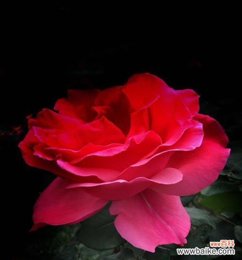 探寻红牡丹与紫牡丹背后的深意 红牡丹与紫牡丹的花语之美