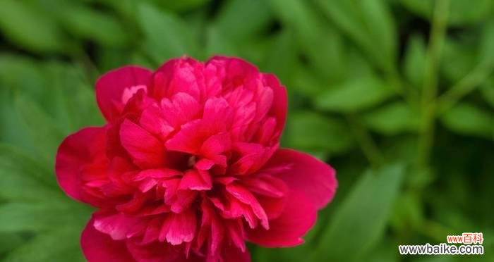 解读红牡丹花的象征意义与文化传承 红牡丹之美——寓意与魅力