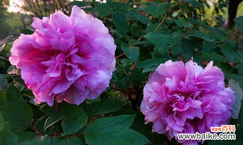 解读红牡丹花的象征意义与文化传承 红牡丹之美——寓意与魅力