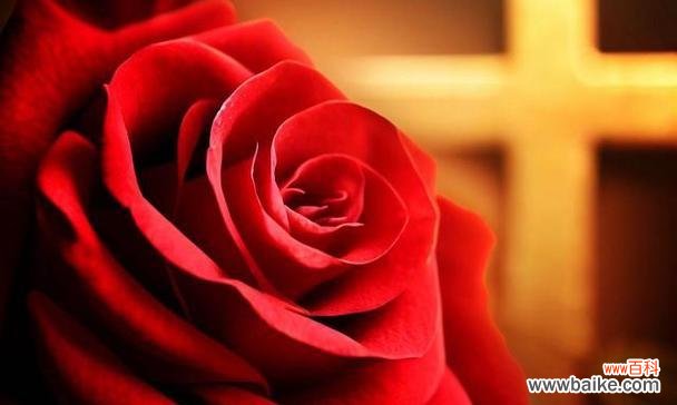 红玫瑰 红玫瑰的象征意义