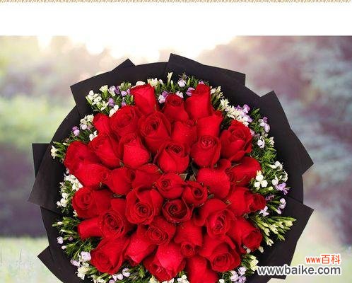 红玫瑰 红玫瑰的象征意义