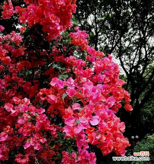 探索杜鹃花的意义与美丽 红色杜鹃花