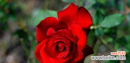 探寻红色玫瑰背后的情感世界 红色玫瑰的花语与含义