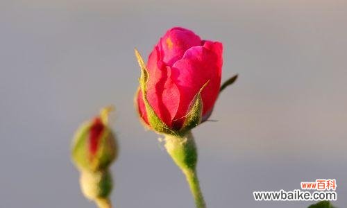 探寻红蔷薇花语的浪漫与深意 红蔷薇花语的含义与传承