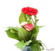 用红色康乃馨演绎爱与热情 红色康乃馨的象征意义及美丽之魅力