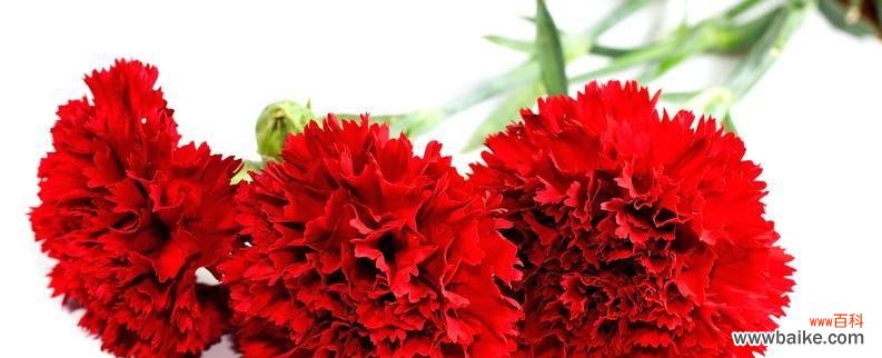 以红色康乃馨为纽带,传递爱与勇气 红色康乃馨的象征意义——热爱、纪念与希望