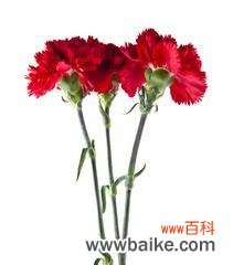 以红色康乃馨为纽带,传递爱与勇气 红色康乃馨的象征意义——热爱、纪念与希望