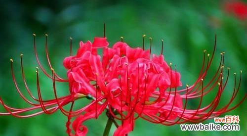 以彼岸花色彩传递的情感和寓意 彼岸花花语揭秘