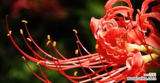 探寻彼岸花的丰富含义 彼岸花的多彩花语