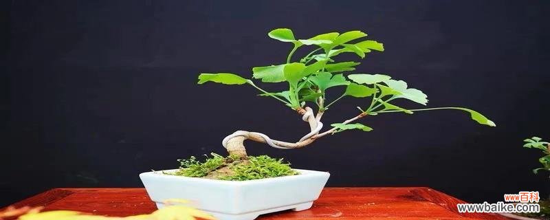 一瞥玉文化的精髓与玉佩背后的玄机 碧玉的寓意与象征风水