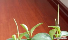 探索碧玉花的秘密 碧玉花的风水寓意及摆放位置