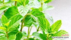 探索薄荷花的丰富象征与美好寓意 薄荷花的花语与代表意义