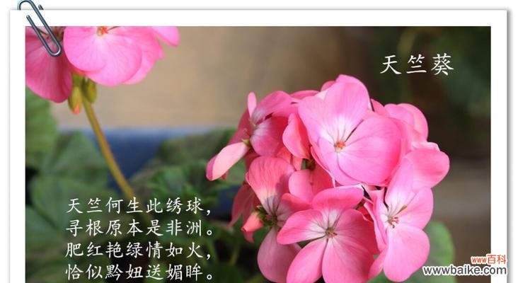 揭秘薄荷叶的花语及其健康益处 薄荷叶的花语