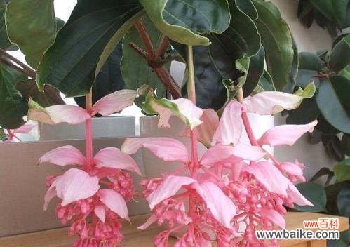 繁荣富贵的象征与最佳摆放位置 宝莲灯花的风水寓意及摆放位置