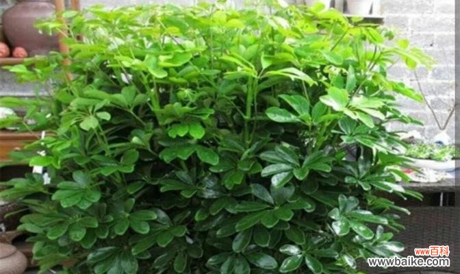 探寻宝相花的神秘与故事 宝相花