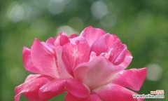 保定市花的种类与象征意义 保定市的市花及其寓意